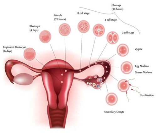 前沿速递:子宫内膜癌最新治疗方案